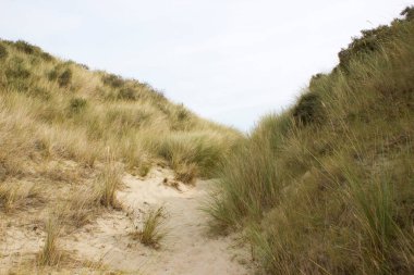 the dunes landscape in Haamstede, Zeeland in the Netherlands clipart