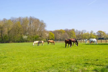 Bahar otlağındaki atlar; Almanya