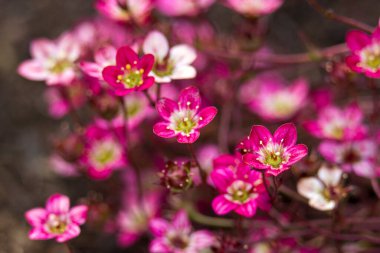 Sevimli minik pembe çiçekler. Yumuşak odaklı fotoğraf