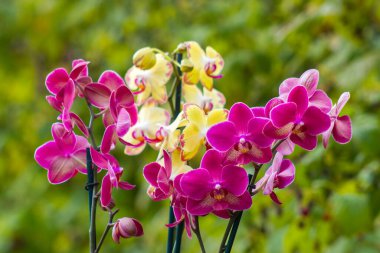 Güzel orkide çiçekleri - falaenopsis