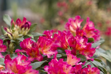 Bahçede açan kırmızı rhododendron çiçekleri