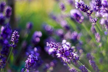 lavender flowers in a garden - soft focus