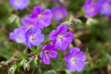 Geranium magnificum, Geraniaceae familyasından bir bitki türüdür..