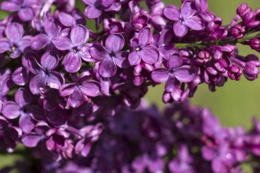 Çiçek açan leylak çiçekleri. Makro fotoğraf, yumuşak odak