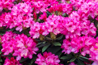Bahçede açan pembe rhododendron çiçekleri