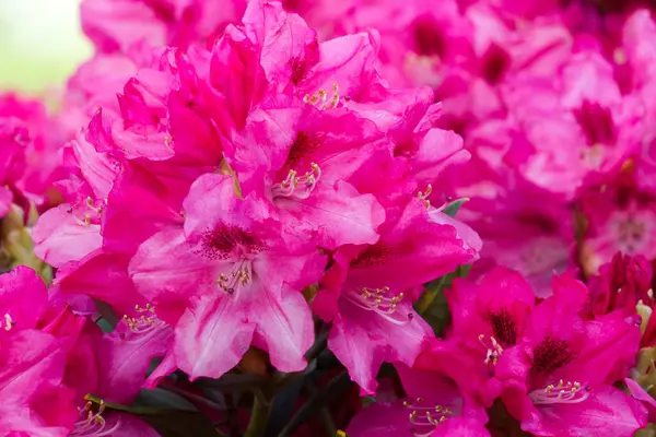 Bahçede Açan Pembe Rhododendron Çiçekleri Stok Resim