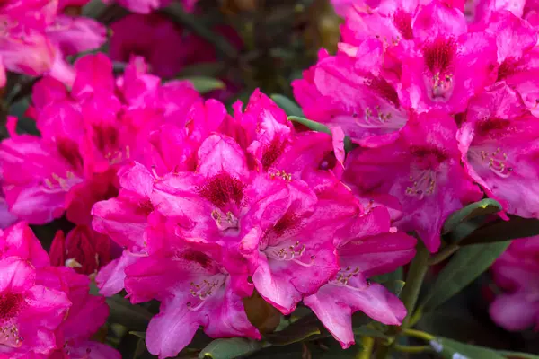 Kwitnące Różowe Kwiaty Rododendronu Ogrodzie Zdjęcia Stockowe bez tantiem