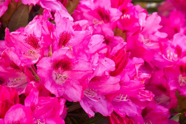Kwitnące Różowe Kwiaty Rododendronu Ogrodzie Obrazy Stockowe bez tantiem