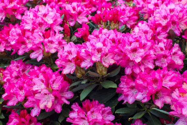 Virágzó Rózsaszín Rododendron Virágok Kertben Stock Kép