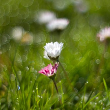 Sabah çiğ tanecikli papatya çiçekleri, doğal bokeh, yumuşak odak