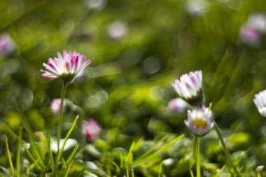 Sabah çiğ tanecikli papatya çiçekleri, doğal bokeh, yumuşak odak