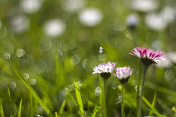 Százszorszép Virágok Reggeli Harmat Természetes Bokeh Lágy Fókusz Stock Kép