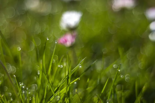 Fresh Green Grass Soft Focus Abstract Nature Background Royalty Free Stock Images