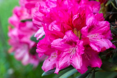 Bahçede açan pembe rhododendron çiçekleri