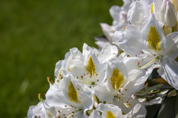 Blooming White Rhododendron Flowers Garden Stock Photo