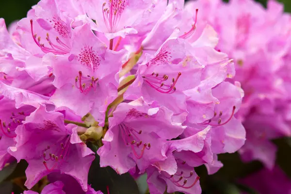 Virágzó Rózsaszín Rododendron Virágok Kertben Stock Fotó