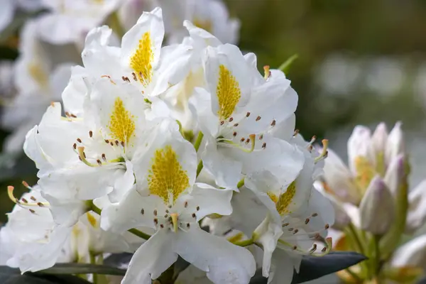 Bahçede Açan Beyaz Rhododendron Çiçekleri Stok Fotoğraf
