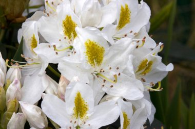 Bahçede açan beyaz rhododendron çiçekleri