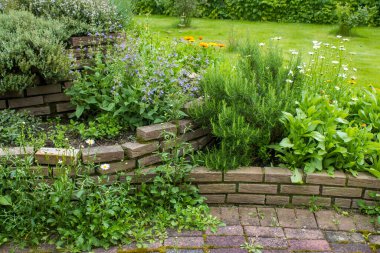 Bahçede taze otlarla birlikte bitki sarmalı.