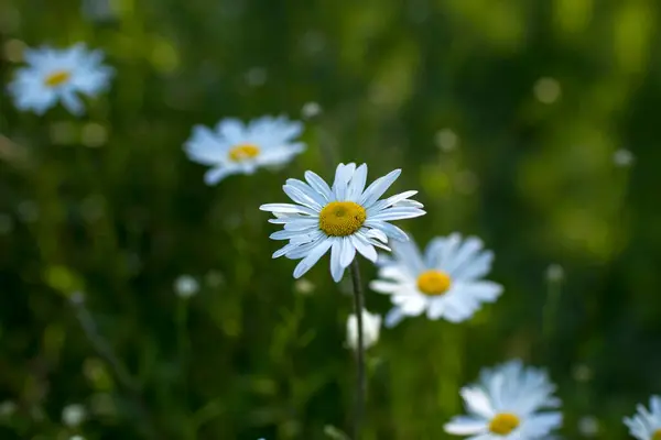 Stock image Ox-eye Daisy (Leucanthemum vulgare) in a garden - secret garden - soft focus