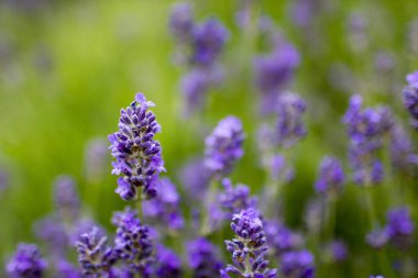 Bahçedeki lavanta çiçekleri - yumuşak odak