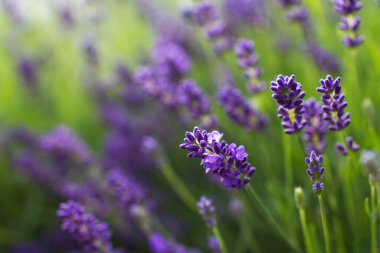 lavender flowers in a garden - soft focus