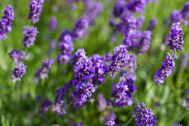 Bahçedeki lavanta çiçekleri - yumuşak odak