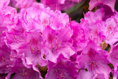 Bahçede açan pembe rhododendron çiçekleri