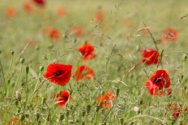 yabani gelincik çiçekleri - yumuşak odak