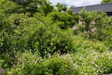 Mor Hardy Geranium wallichianum, ya da vinç gagası - gizli bahçe, sommertime