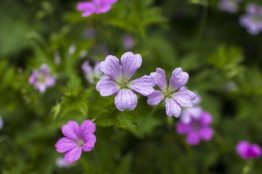 Mor Hardy Geranium wallichianum, veya vinç gagası - yumuşak odak