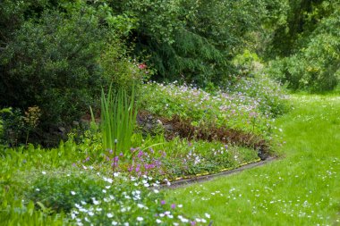 Mor Hardy Geranium wallichianum, ya da vinç gagası - gizli bahçe - yumuşak odak