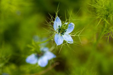 Nigella damaske, sisli aşk, yırtık pırtık kadın ya da çalılıklardaki şeytan - yumuşak odak