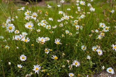 Ox-eye Daisy (Leucanthemum vulgare) bir bahçede - gizli bahçe