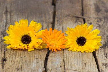 Eski ahşap arka planda takvim çiçekleri