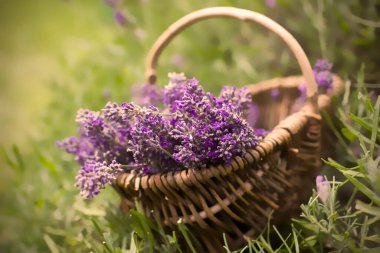 Lavanta çiçekli sepet - yumuşak odak