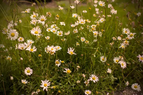 stock image Ox-eye Daisy (Leucanthemum vulgare) in a garden - secret garden