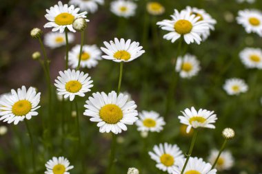 Ox-eye Daisy (Leucanthemum vulgare) bahçede - yumuşak odak