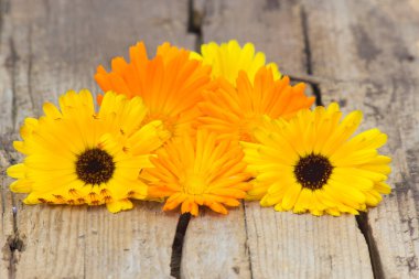 Ahşap arka planda takvim çiçekleri