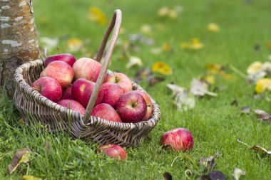 Bahçedeki bir sepette taze elmalar
