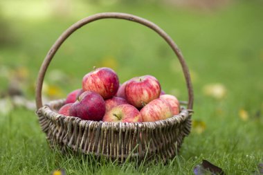 Bahçedeki bir sepette taze elmalar