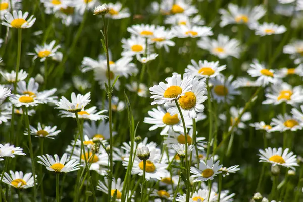 stock image Ox-eye Daisy (Leucanthemum vulgare) in garden - close up