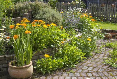 Bahçedeki bitki sarmalı taze bitkiler ve çiçeklerle dolu.