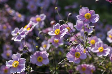 Anemone hupehensis. Genellikle Çin şakayığı ya da Japon şakayığı, yüksük otu ya da yel çiçeği olarak bilinir.