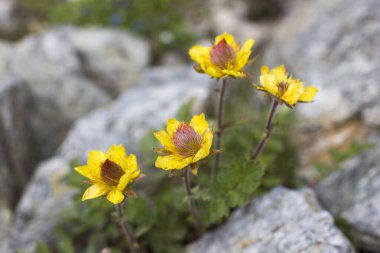 Sarı çiçekler - Alplerdeki yabani çiçekler, Avusturya, Avrupa