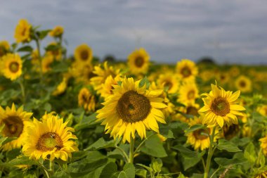 Ay çiçekleri (helianthus) bir tarlada - yaz zamanı