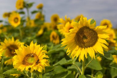 Ay çiçekleri (helianthus) bir tarlada - yaz zamanı