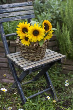 Ayçiçekleri (helianthus) bahçede sandalyede bir sepet içinde