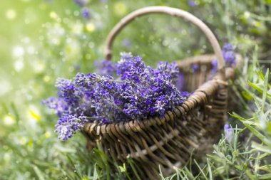 Lavanta çiçekli sepet - yumuşak odak