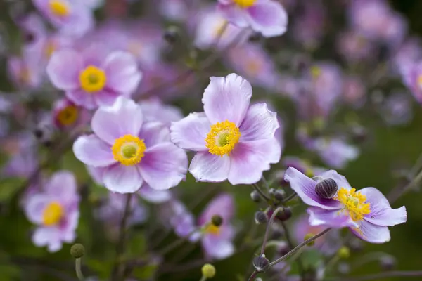 stock image Anemone hupehensis. Commonly known as the Chinese anemone or Japanese anemone, thimbleweed, or windflower